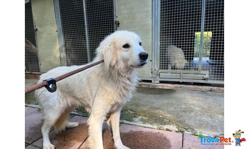 Cloe' Adulta Dolce Timidina - Foto n. 2