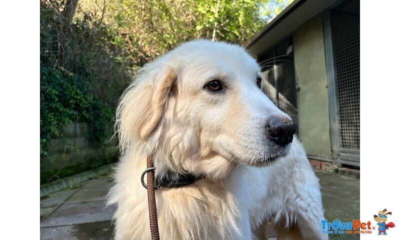 Cloe' Adulta Dolce Timidina - Foto n. 3