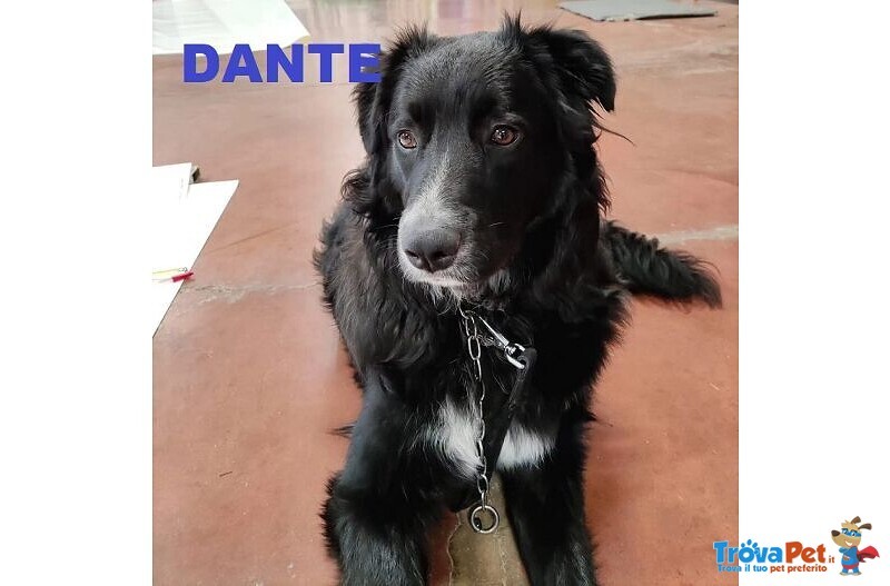 Dante Giovane Simil Border Affettuosissimo - Foto n. 1