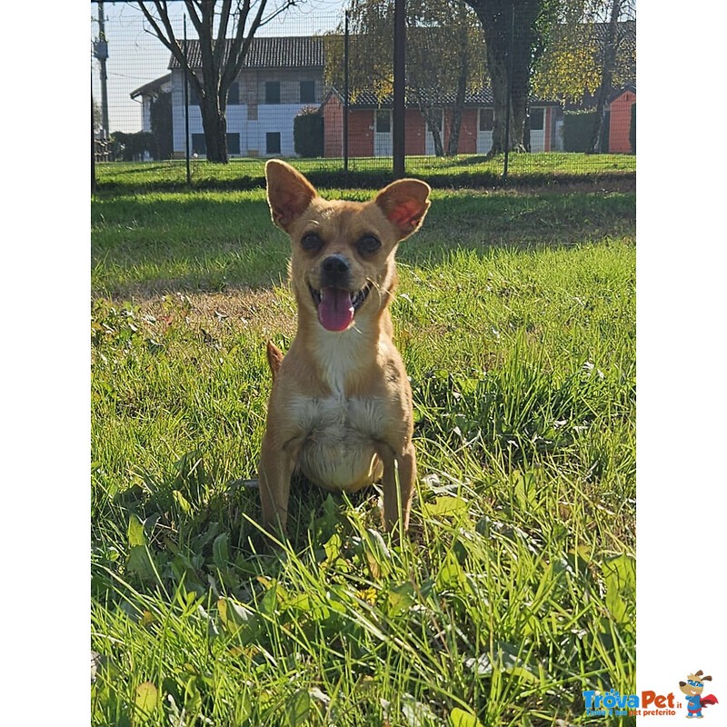 Ciri Cagnolina Timida - Foto n. 1