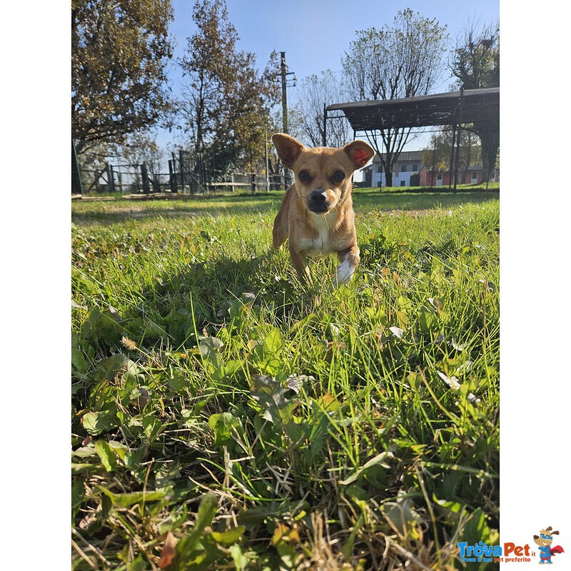 Ciri Cagnolina Timida - Foto n. 2