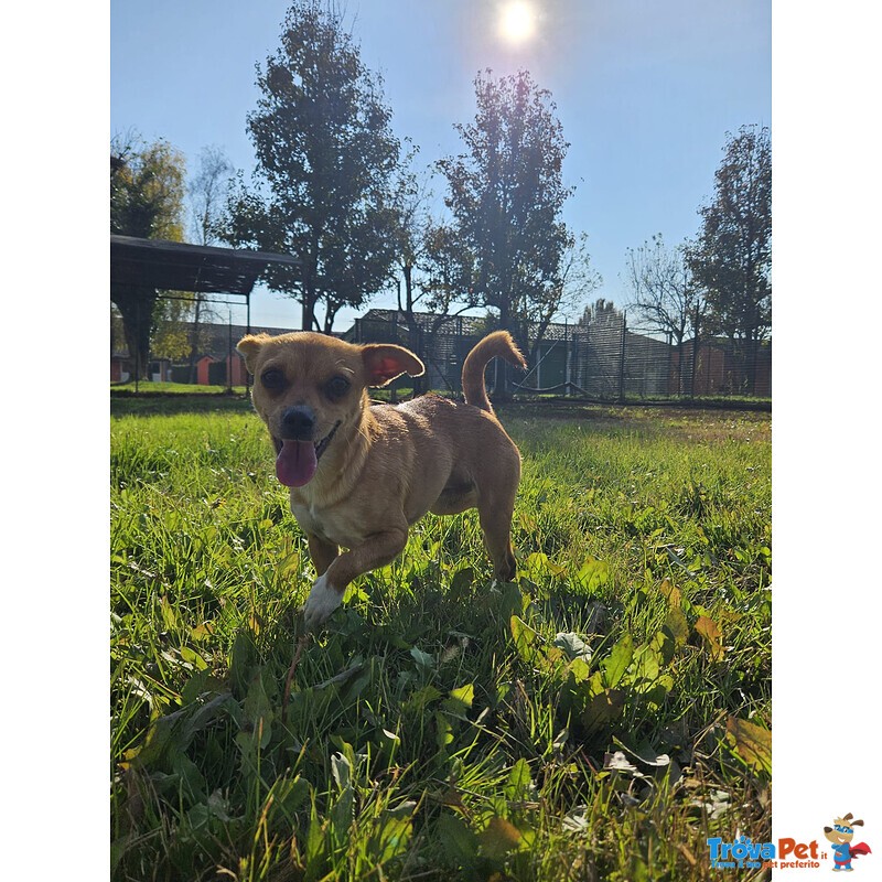 Ciri Cagnolina Timida - Foto n. 3