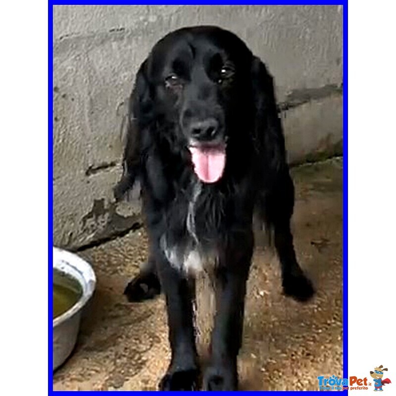 Roc 8 anni Circa Disperato X L'abbandono - Foto n. 1