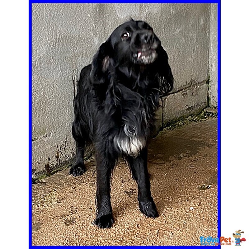 Roc 8 anni Circa Disperato X L'abbandono - Foto n. 2