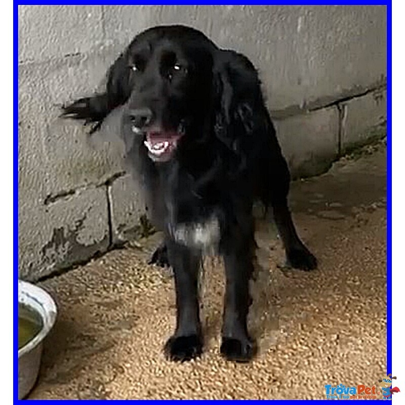 Roc 8 anni Circa Disperato X L'abbandono - Foto n. 3