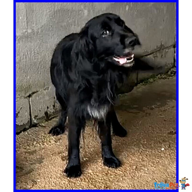 Roc 8 anni Circa Disperato X L'abbandono - Foto n. 4