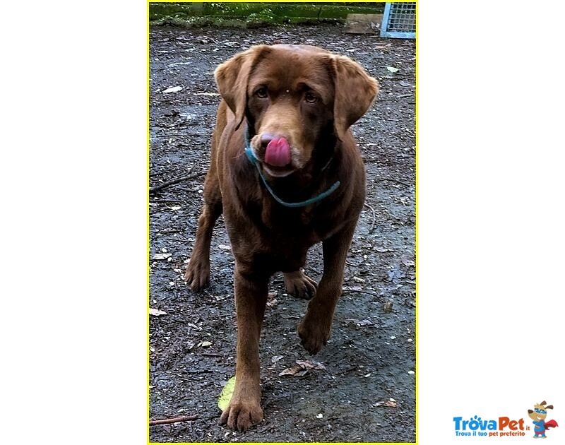 Kubra Stupenda Labrador Cieca - Foto n. 1