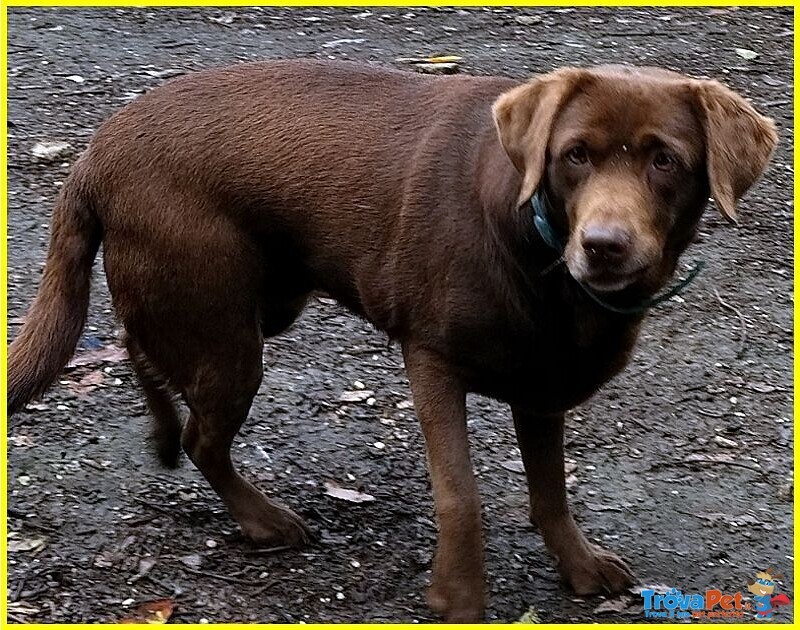 Kubra Stupenda Labrador Cieca - Foto n. 2