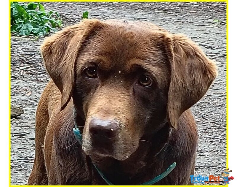 Kubra Stupenda Labrador Cieca - Foto n. 3
