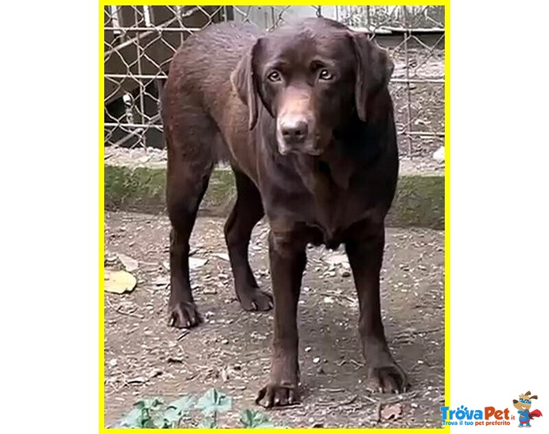 Kubra Stupenda Labrador Cieca - Foto n. 4