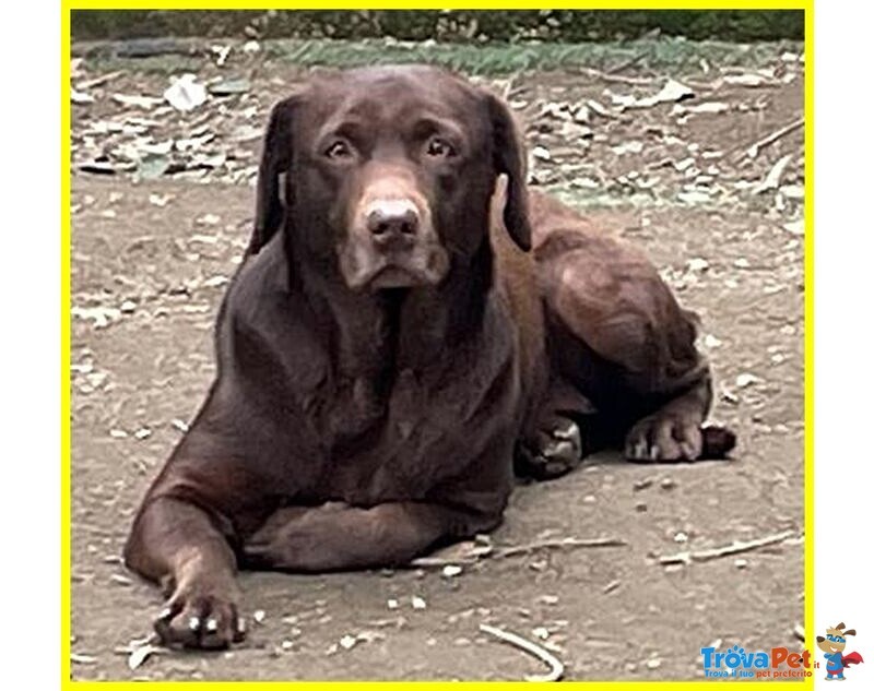 Kubra Stupenda Labrador Cieca - Foto n. 5