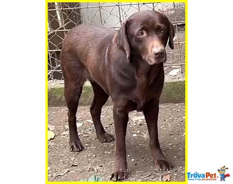 Kubra Stupenda Labrador Cieca - Foto n. 6