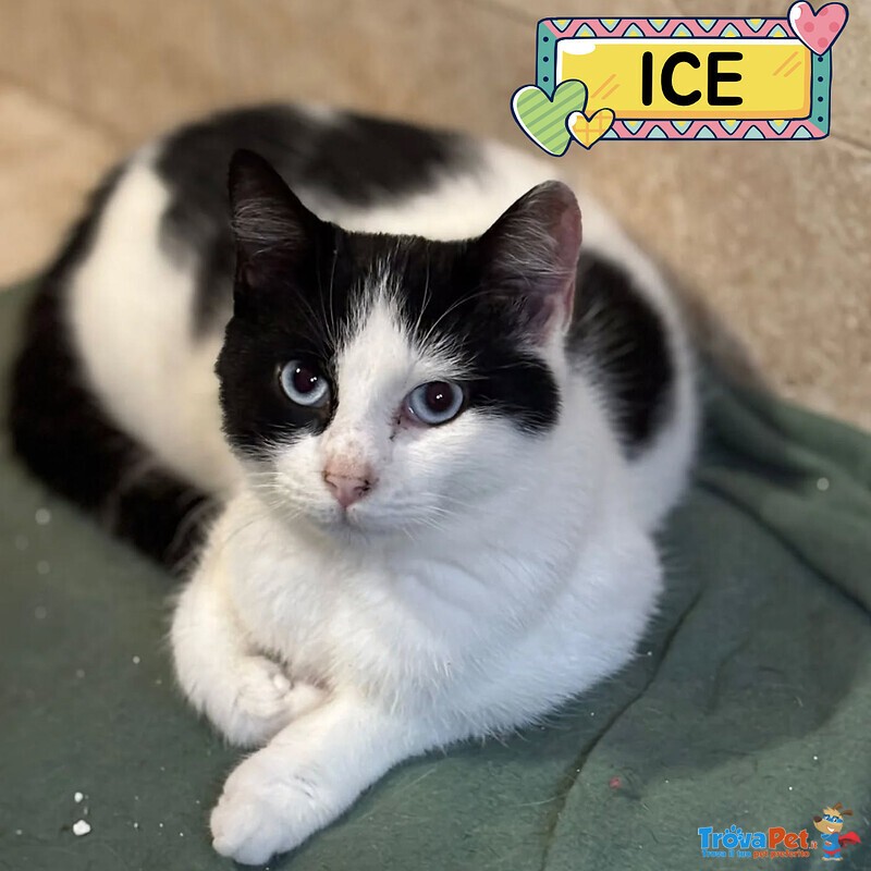 Ice Dolce Gattino Bianco e nero Cerca casa - in Adozione - Foto n. 1