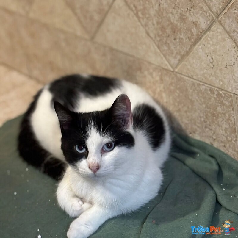 Ice Dolce Gattino Bianco e nero Cerca casa - in Adozione - Foto n. 2