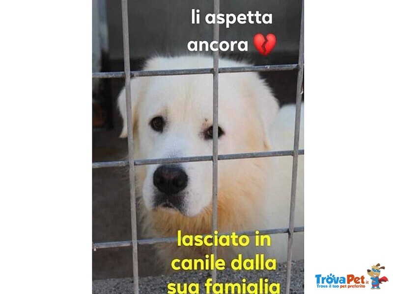 Ben Tradito Dalla sua Famiglia! - Foto n. 1