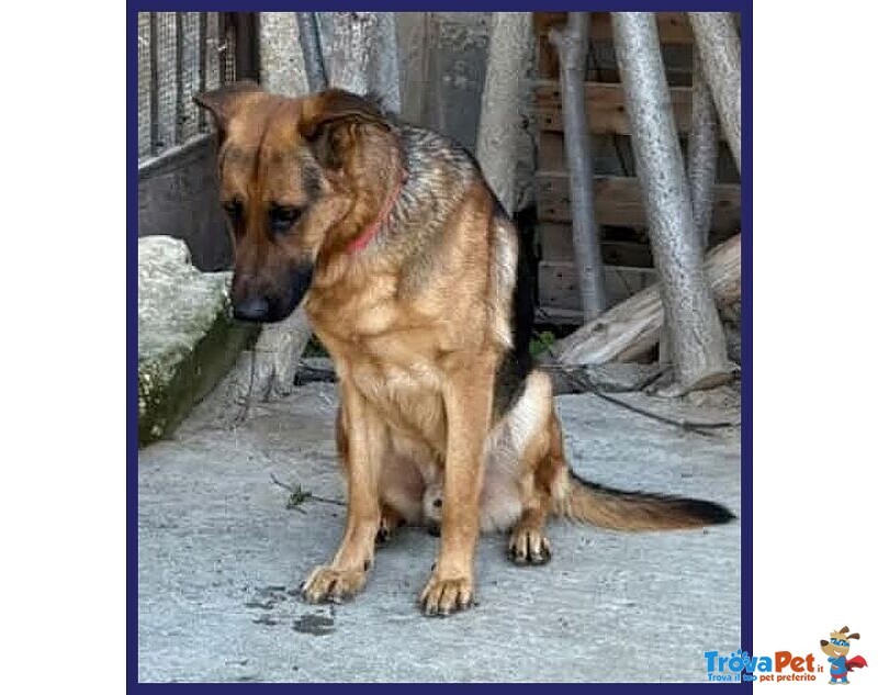 Zeus 3anni Bravo, Gettato Dall'auto! - Foto n. 1