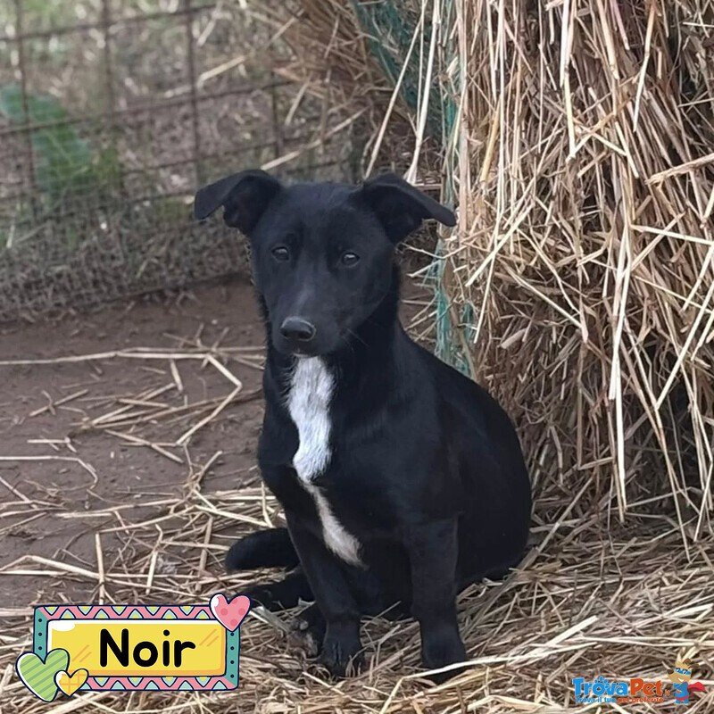 Noir Dolce Cagnolina Taglia Piccola Cerca casa - in Adozione - Foto n. 1
