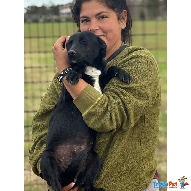 Noir Dolce Cagnolina Taglia Piccola Cerca casa - in Adozione - Foto n. 2