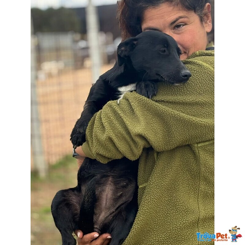 Noir Dolce Cagnolina Taglia Piccola Cerca casa - in Adozione - Foto n. 3