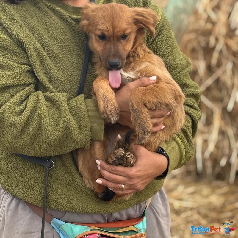 Nancy Dolce Cucciola 5 mesi Taglia Piccola Cerca casa - in Adozione - Foto n. 3