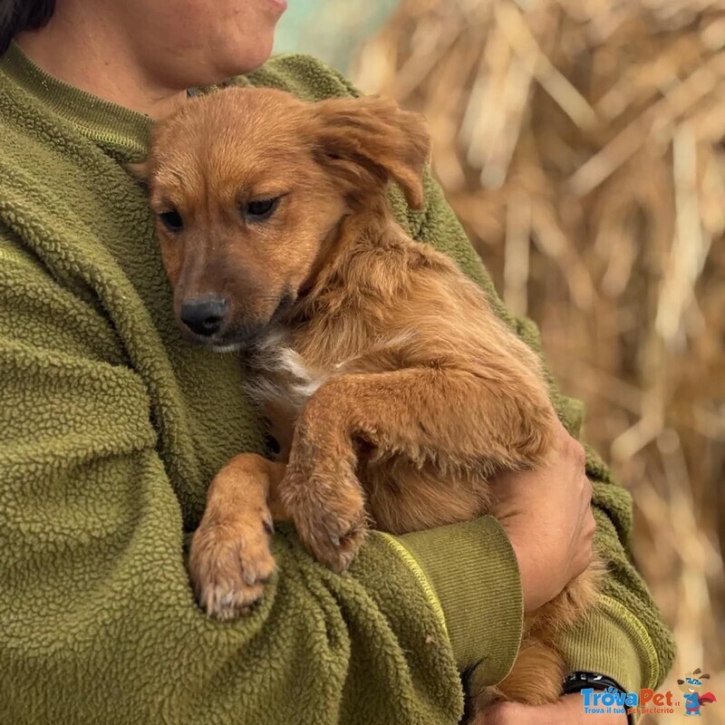 Nancy Dolce Cucciola 5 mesi Taglia Piccola Cerca casa - in Adozione - Foto n. 4