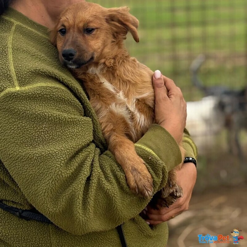 Nancy Dolce Cucciola 5 mesi Taglia Piccola Cerca casa - in Adozione - Foto n. 5