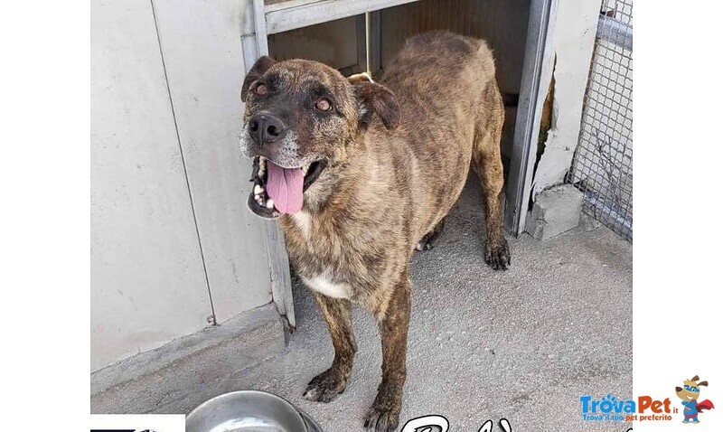 Balu' 6anni Buono con Tutti! - Foto n. 2