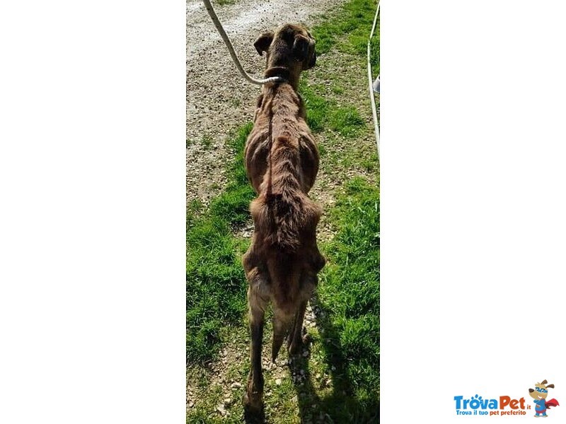 Balu' 6anni Buono con Tutti! - Foto n. 3