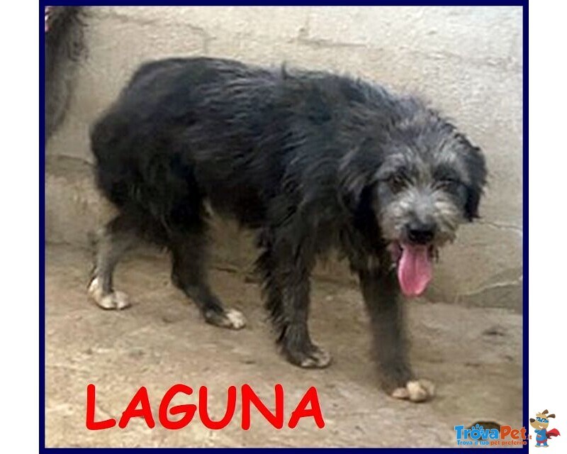 Laguna Giovane Aspetta la sua Famiglia - Foto n. 2