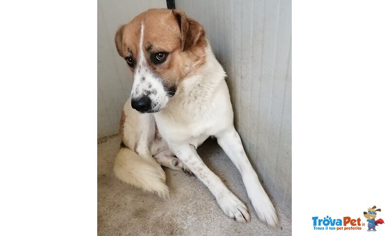 Gerry Giovane Bravo Coccolone - Foto n. 1