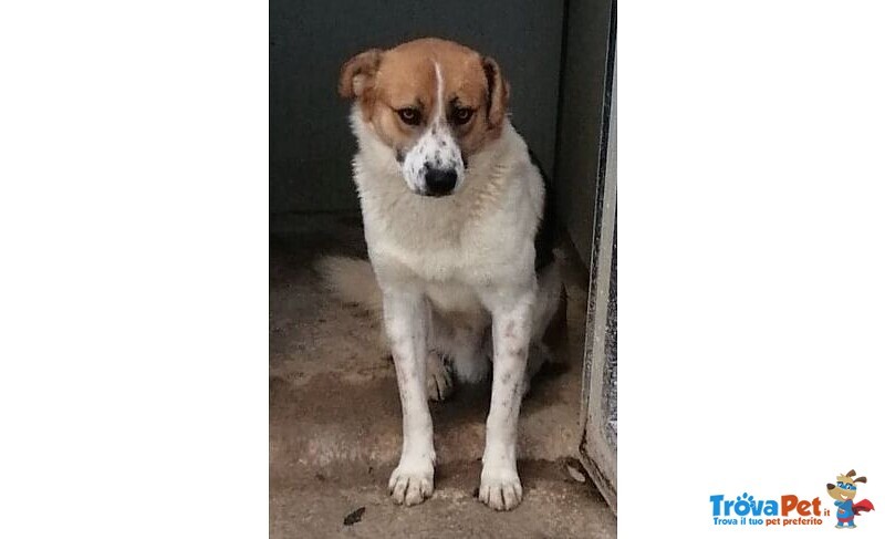 Gerry Giovane Bravo Coccolone - Foto n. 2