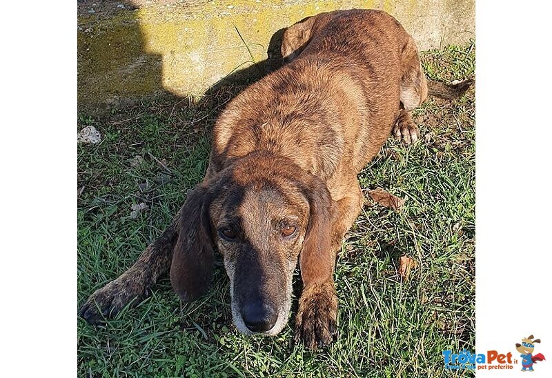 Nick Dolcissimo! Adatto a Tutti - Foto n. 3