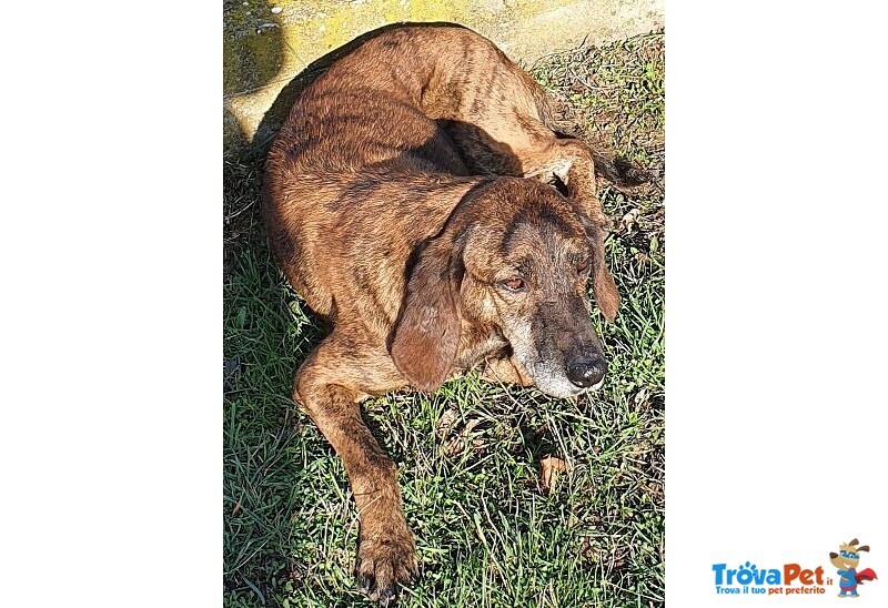 Nick Dolcissimo! Adatto a Tutti - Foto n. 4