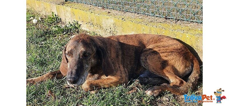 Nick Dolcissimo! Adatto a Tutti - Foto n. 6