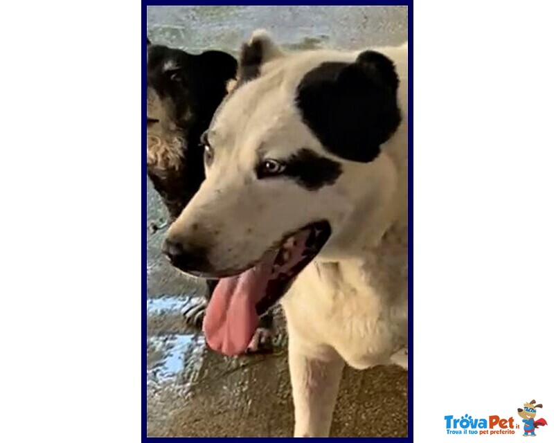 Homer Dolce Nonnino Nonostante i Maltrattamenti - Foto n. 1