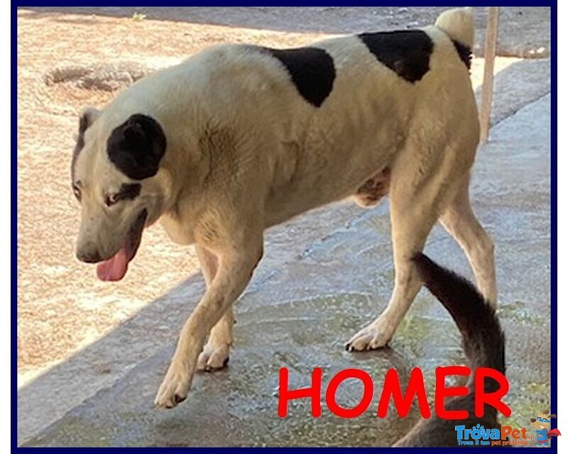 Homer Dolce Nonnino Nonostante i Maltrattamenti - Foto n. 2