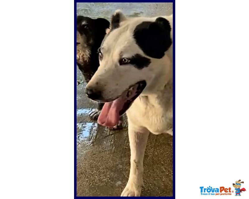 Homer Dolce Nonnino Nonostante i Maltrattamenti - Foto n. 3