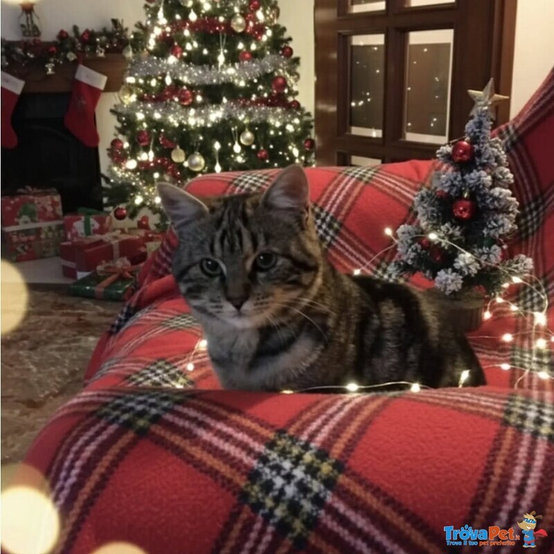 Jude Dolce Micina 5 mesi Cerca casa ... per Natale! - Foto n. 1