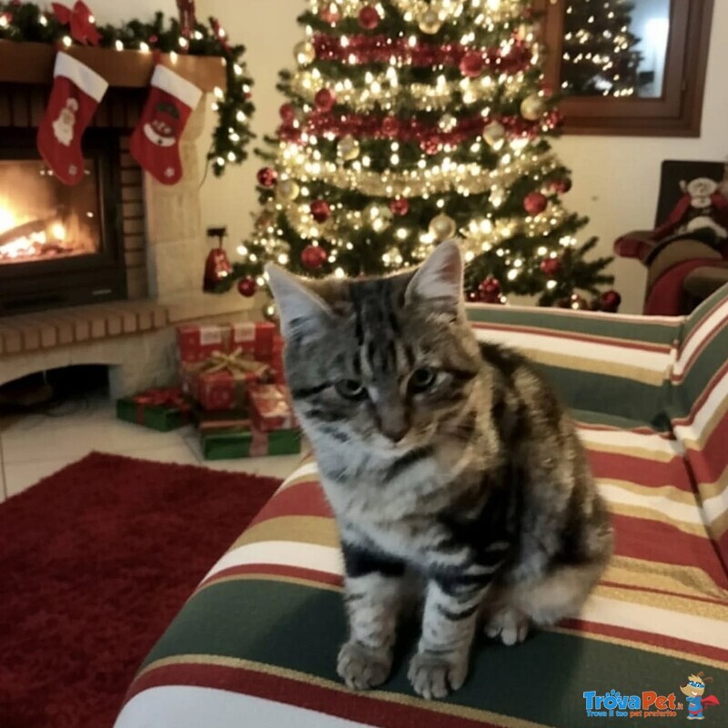 Jude Dolce Micina 5 mesi Cerca casa ... per Natale! - Foto n. 3