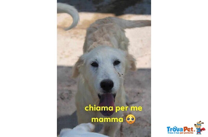 Crillin Giovane Timido Simil Spinone - Foto n. 1