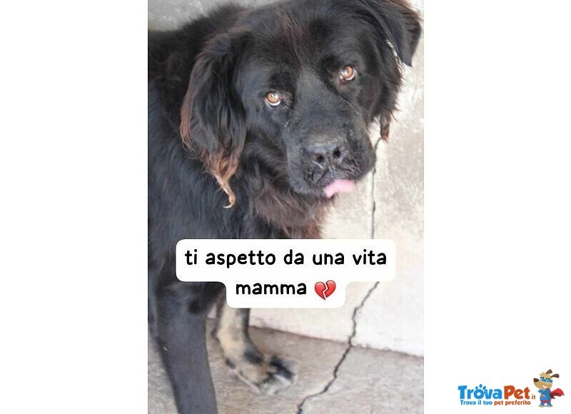 Blacky Adulto tg Mediogrande Tanto Bravo - Foto n. 1