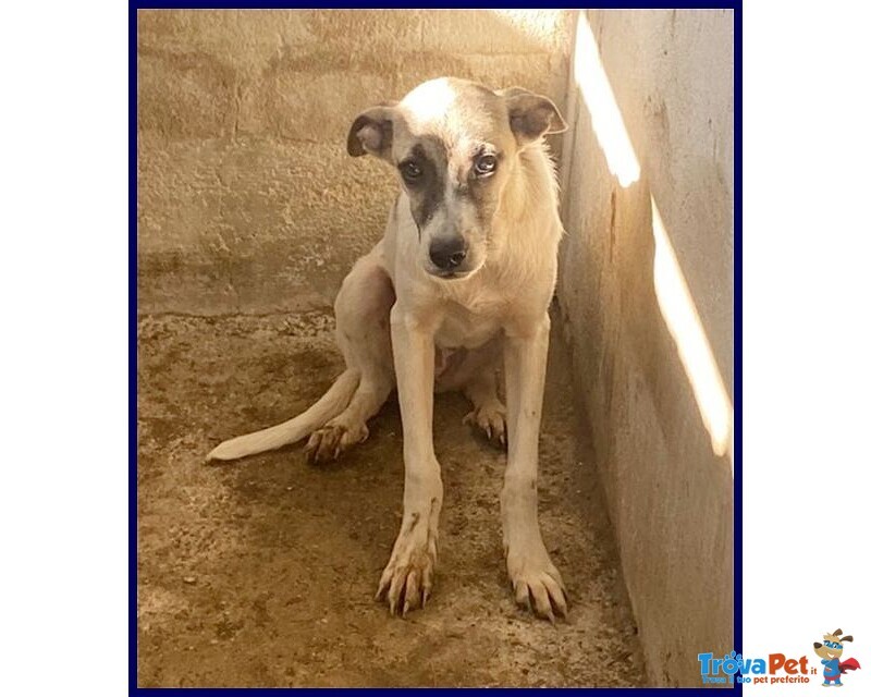 Roma 3anni Bella Timidina tg Media Contenuta - Foto n. 2