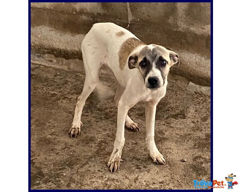 Roma 3anni Bella Timidina tg Media Contenuta - Foto n. 4