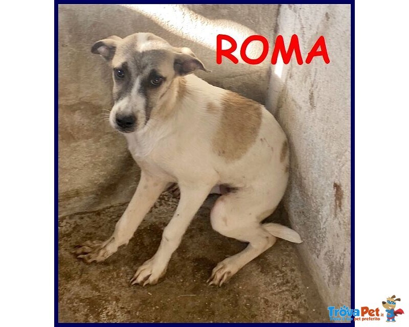 Roma 3anni Bella Timidina tg Media Contenuta - Foto n. 1