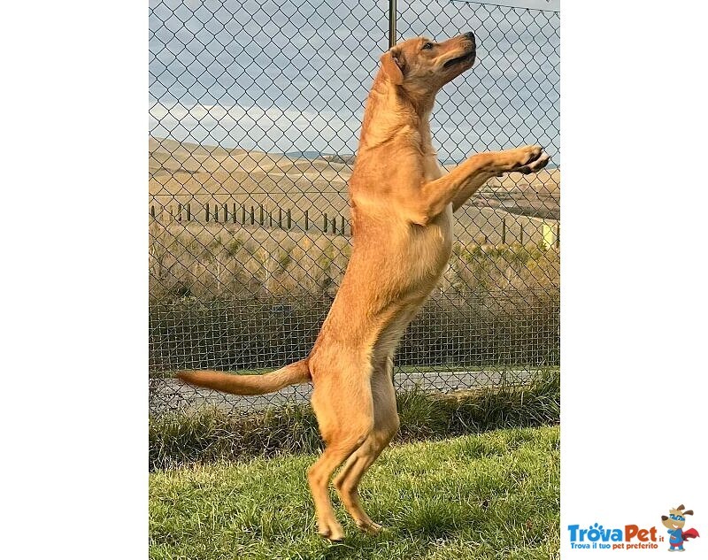 Cleopatra 8 mesi Un'esplosione di Simpatia - Foto n. 3