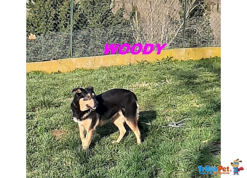 Woody 3anni una Bella Timidina! - Foto n. 3