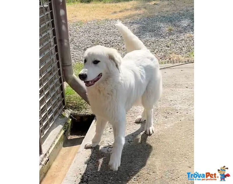 Jerry Giovane con Tanta Voglia di Correre e di Coccole - Foto n. 1