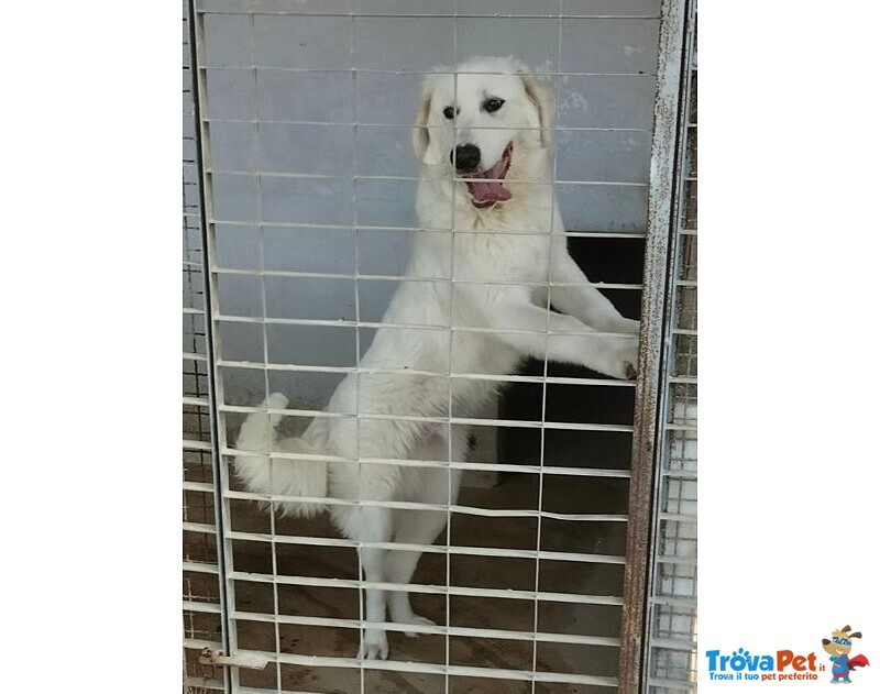 Jerry Giovane con Tanta Voglia di Correre e di Coccole - Foto n. 2