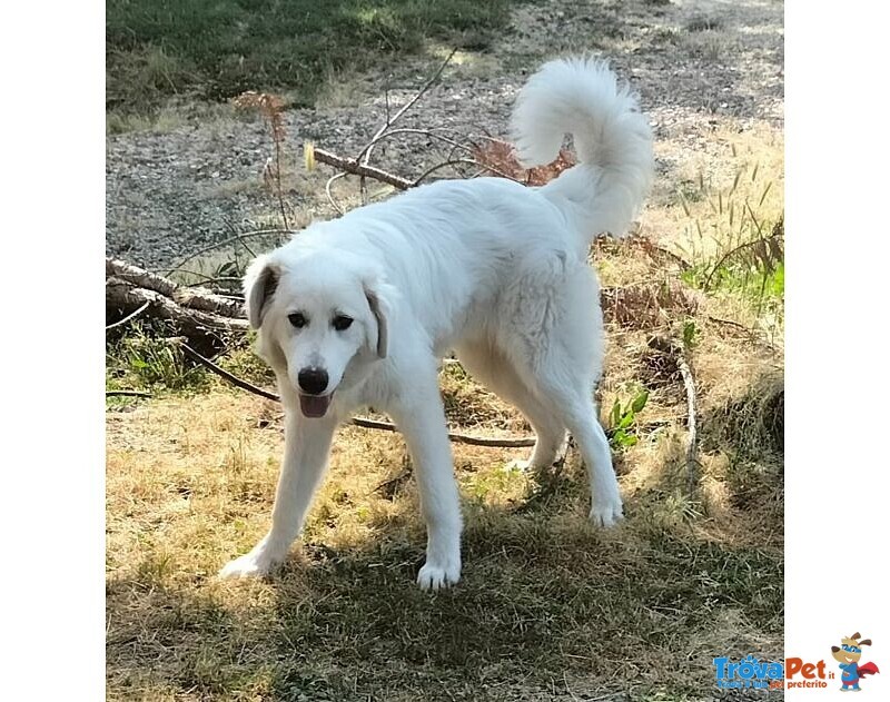 Jerry Giovane con Tanta Voglia di Correre e di Coccole - Foto n. 4