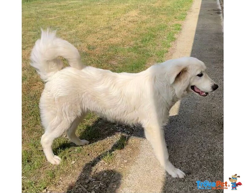 Jerry Giovane con Tanta Voglia di Correre e di Coccole - Foto n. 5
